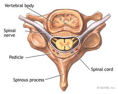 spinal cord dissection